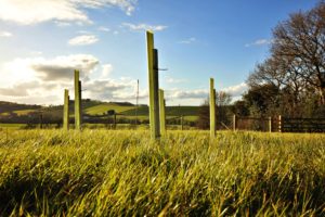 Tree planting