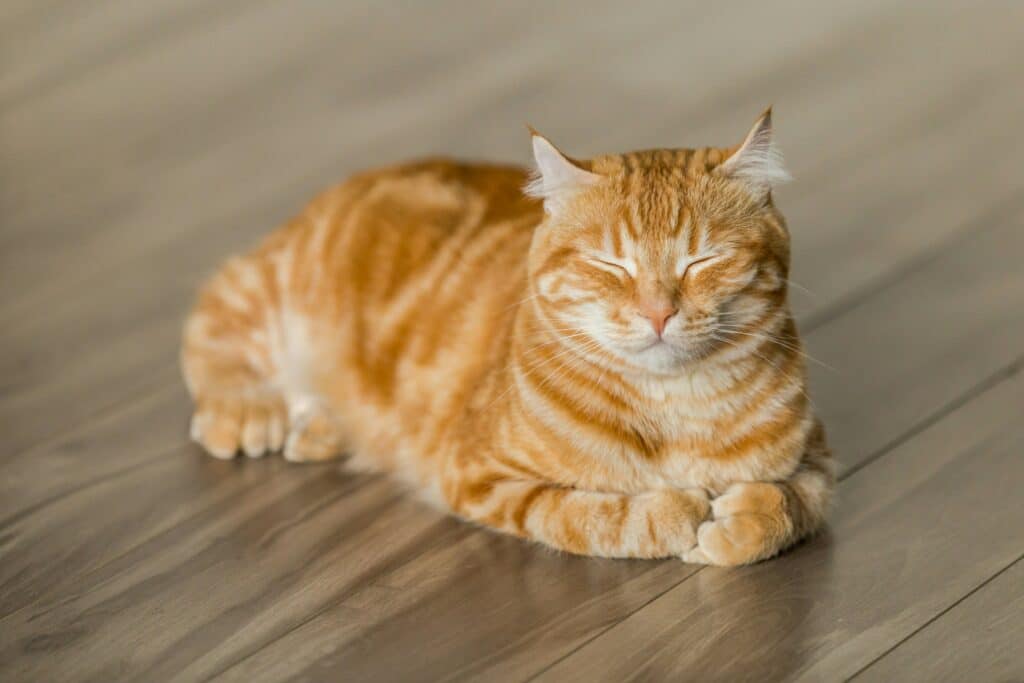 5 Ways To Become A Sustainable Pet Owner