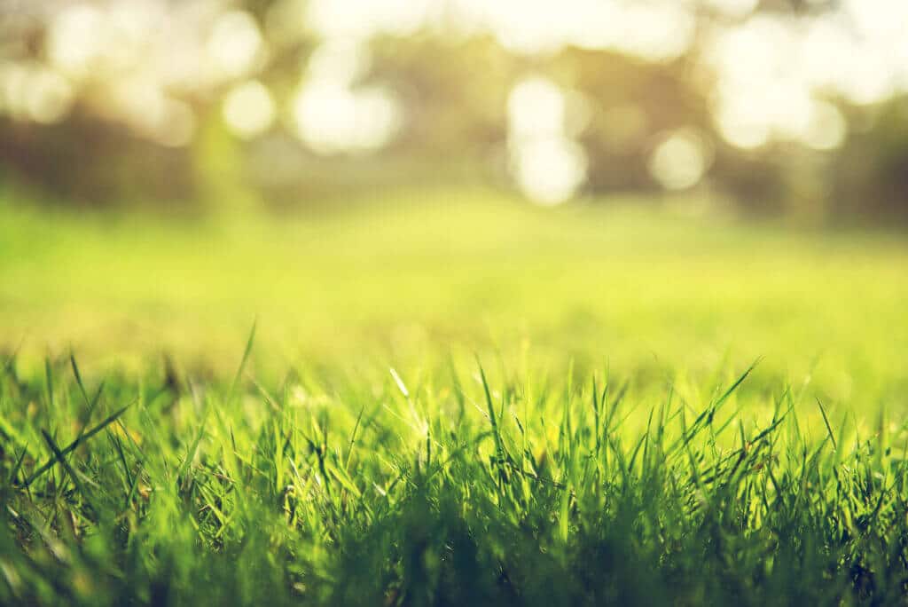 How to Create an Eco-Friendly Garden