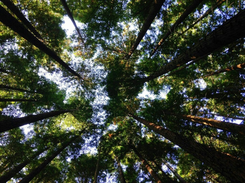 How To Teach Your Child To Be Environmentally Conscious
