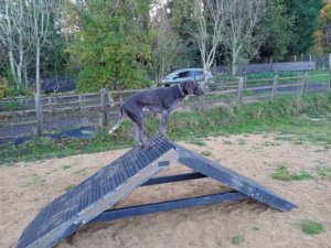 small A-frame dog agility equipment item