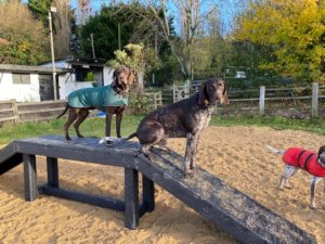 Large Dog Walk